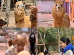 -灵玲国际马戏城