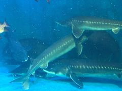 -多彩贵州城极地海洋世界