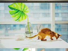 -米宠家·撸猫猫咖小萌宠·猫咪洗澡·猫咪寄养(高新大都荟店)