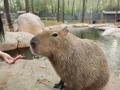 -北京野生动物园