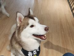 -Husky Go! 哈士奇体验馆·宠物咖啡厅狗咖