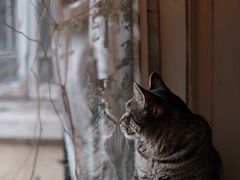 -海边的猫和咖啡馆