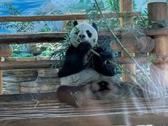 -西霞口神雕山野生动物世界