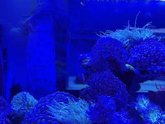 -青石桥花鸟鱼虫市场(叠翠城店)