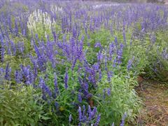 -北京东方普罗旺斯薰衣草庄园