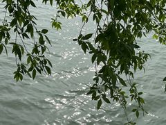 -贡湖湾湿地公园