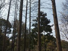 -徐家汇源景区-衡山公园