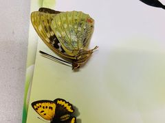 -上海昆虫博物馆