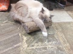 -猫咪博物馆(顶澳仔猫街店)