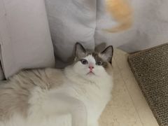 -爱诺耐芙动物医院(万博店)