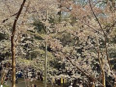 -武汉大学-樱园