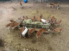 -青藏高原野生动物园