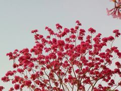 -莲花山公园