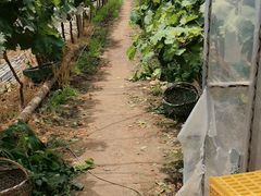 -马陆小张葡萄园农家乐