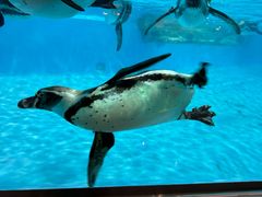 -帝企鹅自助餐厅•儿童岛•真企鹅(长隆企鹅酒店)