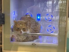 -PETKIT小佩宠物·低压洗护(国顺东路店)