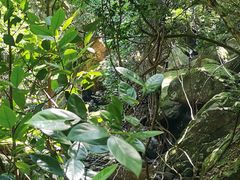 -梧桐山风景名胜区