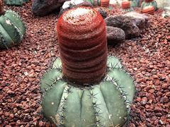 -南通洲际绿博园