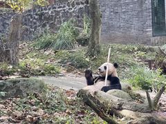 -都江堰中华大熊猫苑