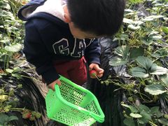 -昌平兴寿秀秀草莓采摘园