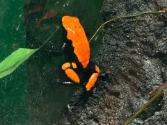 -暹罗海洋世界