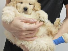 -东莞宠友24H宠物中心医院·转诊夜诊·异宠(新河北路院)