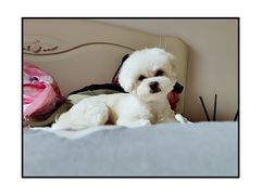 -熊小胖宠物生活馆(天华园店)