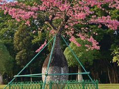 -东莞植物园