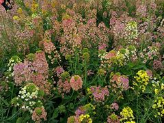 -中国天府农业博览园