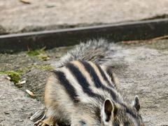 -五营红松林海景区