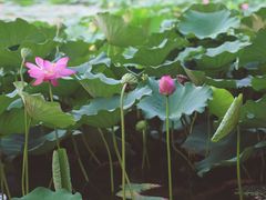景点-白洋淀景区