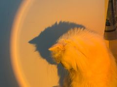 -屋虎猫馆(宝安大仟里店)