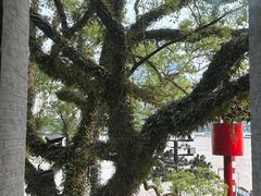 -江心屿景区