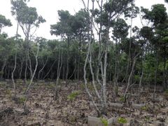 -东寨港红树林旅游区