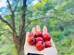 -大岭沟猕猴桃谷风景区