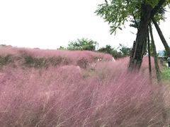 -白鹭湾湿地公园