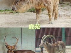 -北京动物园