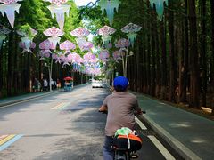 -日照海滨国家森林公园