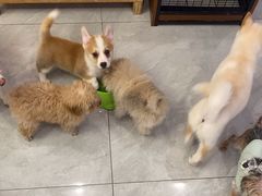 -柴犬小屋·柴餐厅·狗咖食堂(金鼎广场店)