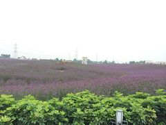 iphone_upload_pic-紫颐香薰山谷景区