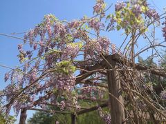 -元大都城垣遗址公园