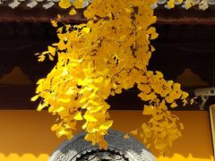 -龙华寺