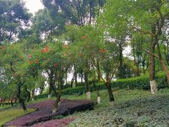 -重庆市江北嘴中央商务区中央公园