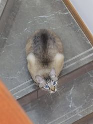 -德绣·机器野生眉发际线·美瞳线半永久