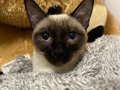 -半岛宠物医院24小时(科华中路店)