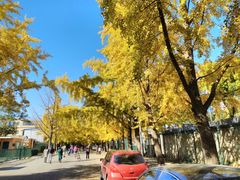 -三里屯东五街银杏大道