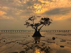 -宝安西湾红树林湿地公园