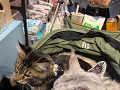 -BABIT巴比特宠物(MOMOPARK店)