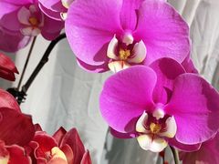 -弗劳尔花艺坊(龙涛店)