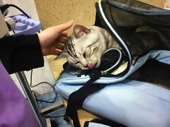 -伟伟宠物医院·CT影像中心·瑞派犬猫综合性门诊(汉口总院)